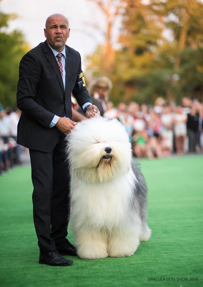 Over 800 dogs participated at the Dracula Dog Show this weekend